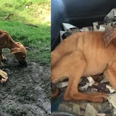 A Teen’s Determination Turned A Stray Puppy’s Struggle Into A Story Of Love