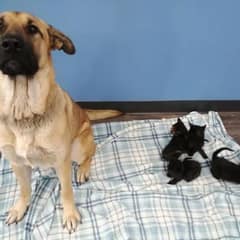 Stray Dog Bravely Shields Five Kittens From Freezing Snow And Finds Her Own Happy Ending