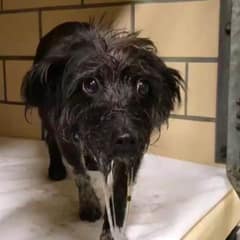 Terrified Shelter Dog Transforms With Love And Finally Finds Her Forever Home