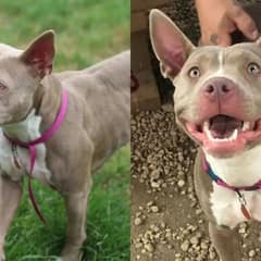Playful Shelter Puppy Almost Put Down For Showing Too Much Energy