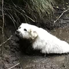 Rescue Pup Grows Into Hero Dog Who Saves Lost Senior Trapped in Mud