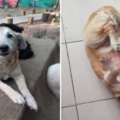 After 14 Years Of Waiting, Senior Shelter Dog Finally Finds His Forever Home