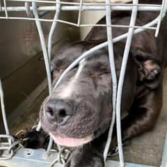 Shelter Dog Pushes Through Kennel Bars Hoping Someone Will Notice Her