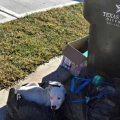 Puppy Rescued From Trash Finds Hope In A Loving Home