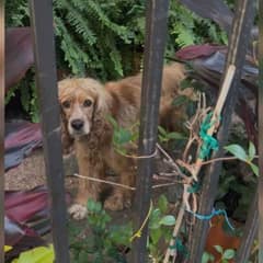 Trapped Behind a Fence, A Forgotten Dog Begs Silently for Someone to Care