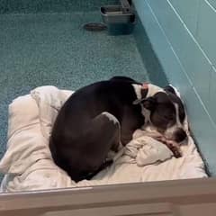 Senior Shelter Dog Deja Waits Nearly Three Years For A Family To Love Her