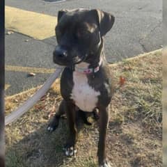 Eight Goodbyes Later, The World’s Loneliest Dog Is Still Searching for Home