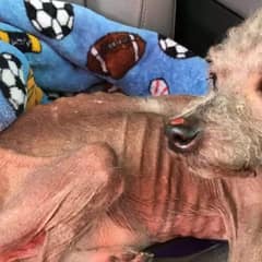 Neglected and Malnourished, a Dog Struggled to Remember How to Eat