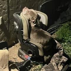 From an Abandoned Car Seat to a Warm Home: A Dog’s Rescue Story
