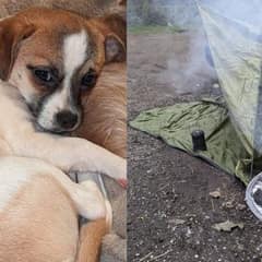 How Sausages and Hope Brought a Lost Chihuahua Home