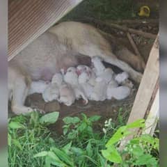A Mother Dog’s Fight for Her Puppies Brings Hope to a Broken World