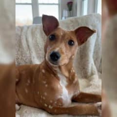 From Starving Stray to Real-Life Bambi: How One Dog Captured Hearts Around the World