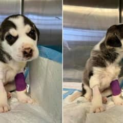Abandoned 4-Week-Old Husky Rescued from Trash Can by Compassionate Texas Woman