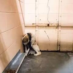 Dog Discovered Chained and Forgotten in the Woods Finally Gets a Second Chance