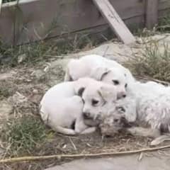 Rescue Mission Saves Mother Dog and Her Puppies from Landfill Hell