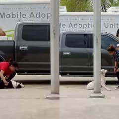 Terrified Dogs Dragged To Shelter Find Hope Through Rescue And Foster Care
