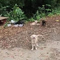 Abandoned Litter Of Puppies Found On Puerto Rican Roadside Saved By Rescuer