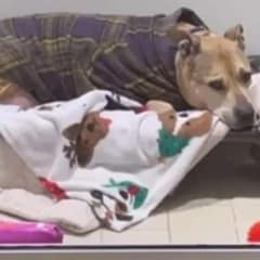 From Hallway to Home: Senior Dog With Cancer Gets the Love He Waited for All His Life