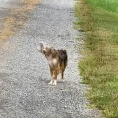 Stray Dog Freed After Days With Head Stuck In Cheese Ball Bucket