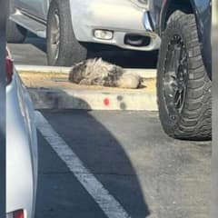 Rescuers Refuse To Give Up On Frightened Parking Lot Dog Until He’s Finally Safe