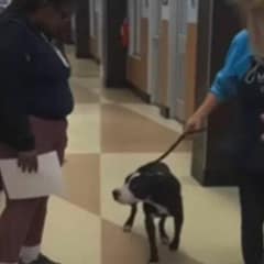 Bruce the Shelter Dog Saved at the Last Minute Finds Hope Again