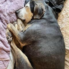 Rescue Dog Finds Her First Bed And Begins A New Life Filled With Love