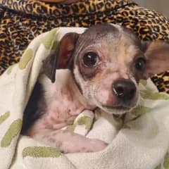Tiny Tater Tot’s Remarkable Journey From Sick Puppy To Beloved Family Member