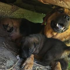 Rescuers Save Pregnant Dog And Her Pups From Life Under A Dumpster