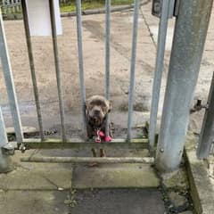 This Lonely Dog Pressed Her Face Through The Bars Hoping For Help