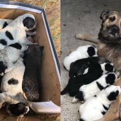 Shoebox of Puppies Finds the Mother They Desperately Needed