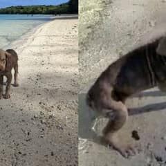 From Broken Beach Pup to Beloved Family Dog: Squishy’s Journey of Healing