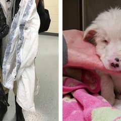 From Frozen Creek to Forever Hope: The Rescue of Chapel the Puppy