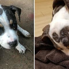 Tiny Puppy Left on Roadside Learns Love After Cruel Abandonment