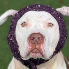 Shelter Pup Who Lost His Ears Gets A Second Chance At Happiness