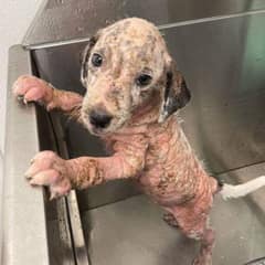 How a Sick Shelter Puppy Transformed Into a Happy Family Dog