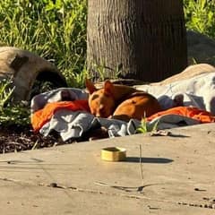 Little Dog Slept on a Hospital Blanket Until Rescuers Gave Him a Second Chance