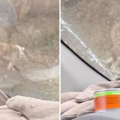 Stray Dog Limping Through Icy Streets Finds Rescue Just in Time
