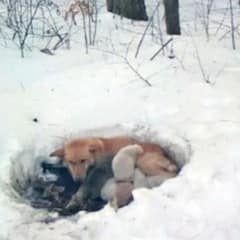 Mother Dog Who Saved Puppies From Snow Still Dreams of a Forever Home