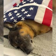 Falco’s Journey: Honoring a Silent Protector and Unseen Hero