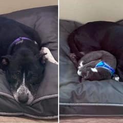 Rescued Dog and Cat Refused to Let Go of Each Other Find Hope and A Forever Home
