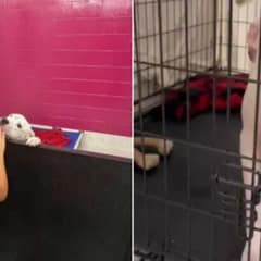 Brave Girl Refuses to Give Up on Georgia Shelter Dog Facing Final Days