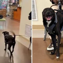 Heartbroken Dog Spends Six Months Waiting Until His Family Comes Back