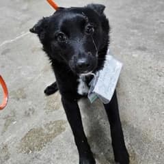 Abandoned Dog Found in Michigan Parking Lot with Heartbreaking Note Finds New Family