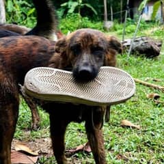 Stray Dog Brought Daily Gifts Hoping Someone Would Love Her Back