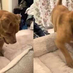 Blind Dog Finds Joy After 8 Years Chained in a Backyard