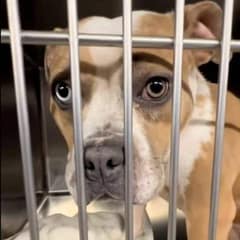 Dog With Two Different Colored Eyes Keeps Getting Returned But Still Hopes For A Forever Family