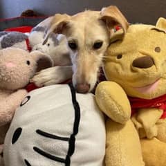 Shelter Dog Spends Two Years Hugging Toys While Waiting for a Home
