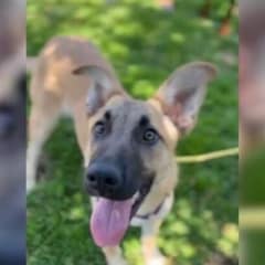 From Heartbreak to Hope: Flora the German Shepherd’s Fight for a Second Chance