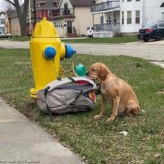 A Dog Tied to a Fire Hydrant Becomes a Symbol of Hope and Compassion