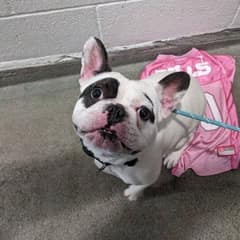 The Challenging Puppy Everyone Will Love: Ralphie’s Journey to Finding a Family